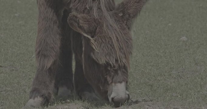 Baudet du Poitou Close-Up of donkey Eating Grass on Bright Sunny Day