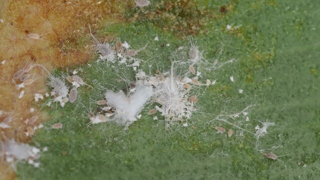 Scientific Macro 1:1 Video of Mealybug (Pseudococcidae) Pest Infestation - Real Non-AI Footage of Global Agricultural, Horticultural, and Indoor Plant Pathogen