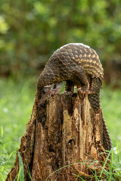 Sunda pangolin (Manis javanica) is native to Southeast Asia including Indonesia (Java, Sumatra, and Borneo).