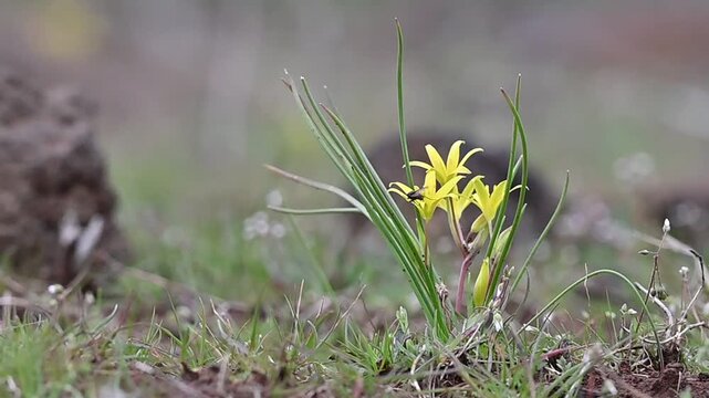 Gagea peduncularis is a species of wild plant belonging to the Liliaceae family. It is native to Italy, Greece, the Balkans, Turkey, Cyprus, and Libya. Gagea peduncularis is a bulbous perennial plant.