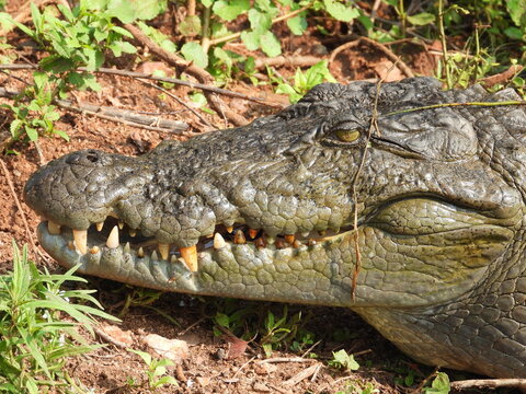 Crocodile at Udawalawe National Park