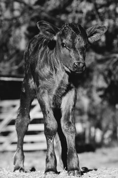 Cute little calf cow closeup on farm in black and white, vertical view.