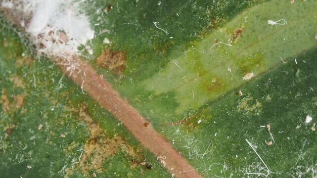 Scientific Macro 1:1 Video of Mealybug (Pseudococcidae) Pest Infestation - Real Non-AI Footage of Global Agricultural, Horticultural, and Indoor Plant Pathogen