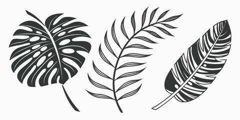 Three distinct types of leaves showcasing nature's diverse botanical beauty © Mamun