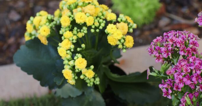 Camera slowly shifting and zooming toward yellow plant in garden, revealing buds near pink cluster