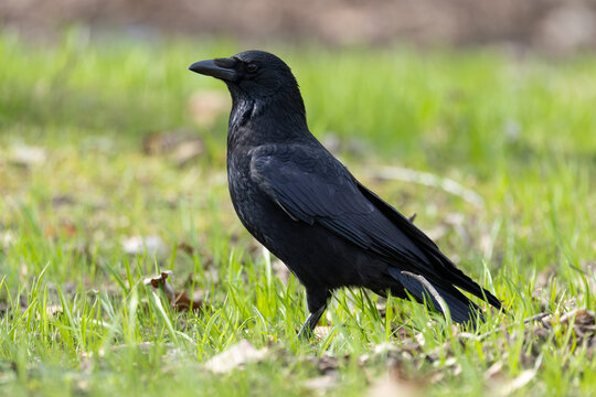adult carrion crow (corvus corone) perching on ground, found in Hannover, Lower Saxony, Germany