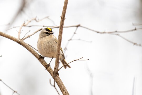 Golden-crowned kinglet perched on a branch in the winter.