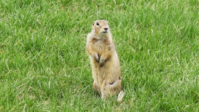  A funny little marmot is bustling about in the green grass on a sunny spring day.