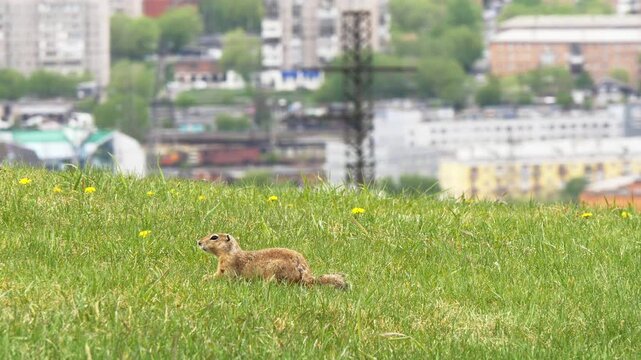  A funny little marmot is bustling about in the green grass on a sunny spring day.