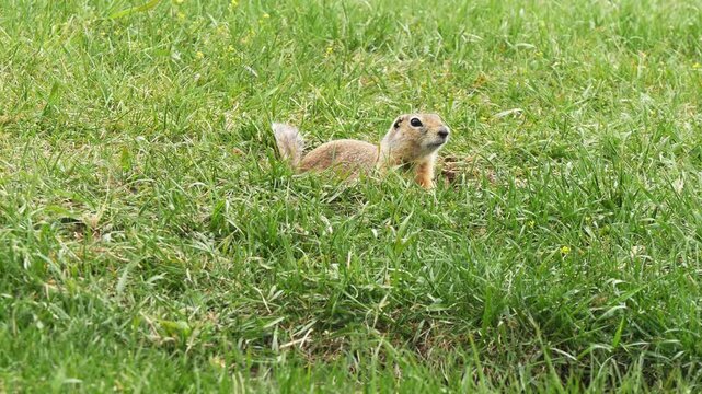  A funny little marmot is bustling about in the green grass on a sunny spring day.