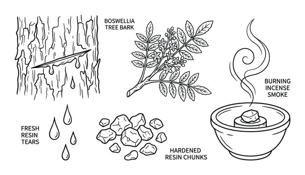 Detailed illustration depicting the extraction, collection, hardening, and aromatic burning of frankincense resin from the Boswellia tree.