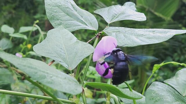 Carpenter Bee (Xylocopa sp.) Pollinating Hyacinth Bean Flower (Lablab purpureus), Macro Close Up of Pollinator on Pink Blossom, Agriculture, Nature, Biodiversity