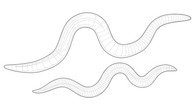 Educational black and white line art illustration showing two segmented earthworms crawling on an empty background.