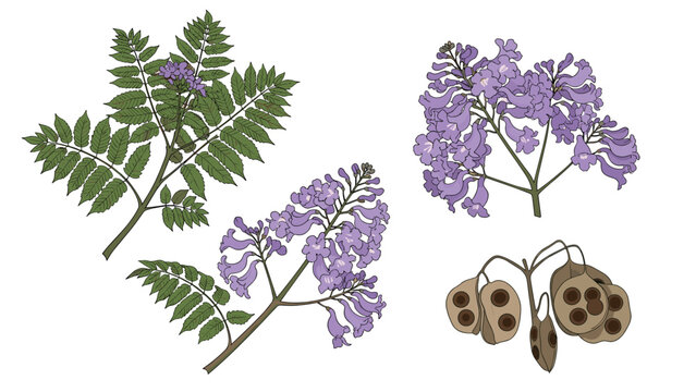 Comprehensive botanical illustration of a jacaranda tree including its green leaves, purple flowers, and brown seed pods.