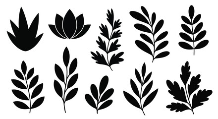 A collection of various tropical leaves and ferns in black and white © Mohammad