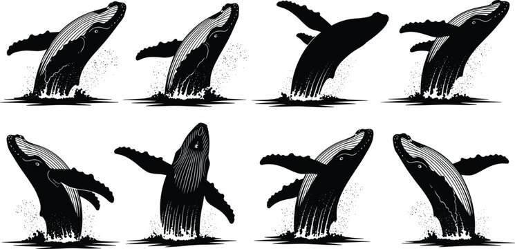 Humpback whale breaching silhouette set, jumping whale out of water, splashing waves, marine life, ocean animal icons, aquatic mammal vector, majestic sea creatures, nature wildlife.
