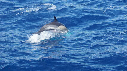 Obraz premium A graceful dolphin emerges from the deep blue sea, showcasing the beauty of marine life and symbolizing freedom and joy in nature's aquatic world.