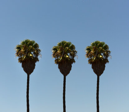 Top of three palm trees side by side and a blue sky, Port Elizabeth, Nelson Mandela Bay, Eastern Cape, South Africa