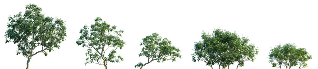 Set of Ervatamia divaricata (Tabernaemontana divaricata, pinwheel flower, crape jasmin) blossoming frontal street trees, shrubs isolated png on a transparent background perfectly cutout