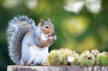 Fototapeta premium Grey squirrel eating chestnut while sitting on tree stump surrounded by spiky chestnut burrs