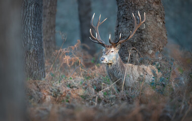 Naklejka premium Red deer stag standing in autumn forest, UK.