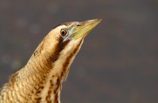 Portrait of Eurasian bittern (Botaurus stellaris) standing motionless in wetland habitat