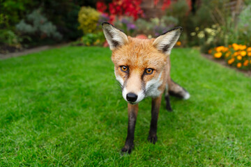 Fototapeta premium Portrait of a curious red fox standing on a green grass in urban garden