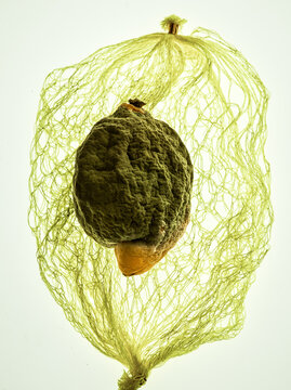 citrus   , lemon fruit  , rot , greenrot , with a yellow plastic netting 