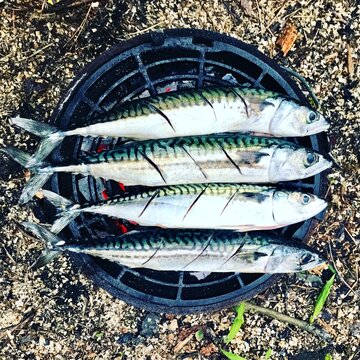 Close-up overhead view of Four freshly caught mackerel fish cooking on a barbecue on a pebble beach
