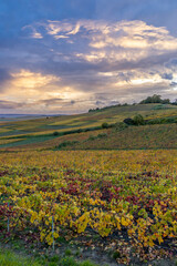 Fototapeta premium Bouzy Grand Est Marne France vineyards at sunset