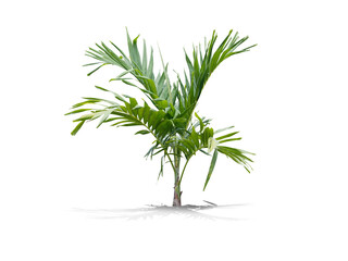 Fototapeta premium Tropical Palm Tree Isolated on White Background with Natural Shadow.clipping path.