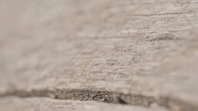 Macro of Housefly on Weathered Wood Surface