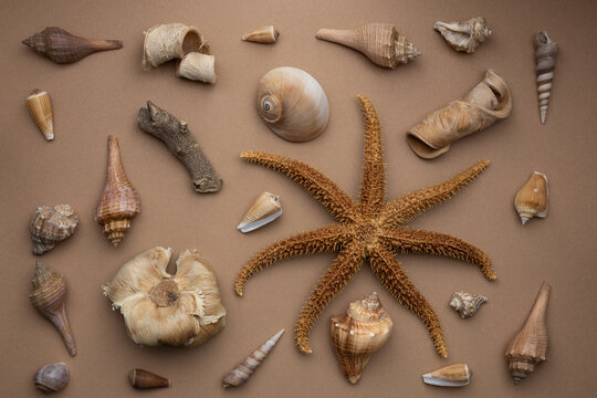 Collection of seashells and a starfish arranged on a brown background showing ocean life and natural objects from the sea
