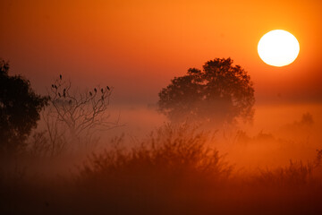 Fototapeta premium Sunrise over rural farmland with misty fields and tree silhouettes peaceful countryside lifestyle golden morning light agriculture serenity nature tranquil scenic landscape