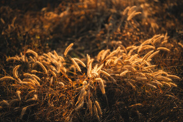 Naklejka premium Golden grass wild grass sunlight field nature autumn rural outdoor warm landscape gently illuminated by evening sunlight evoking peaceful and serene atmosphere