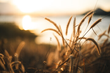 Naklejka premium Golden grass wild grass sunlight field nature autumn rural outdoor warm landscape gently illuminated by evening sunlight evoking peaceful and serene atmosphere