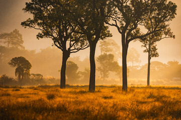Fototapeta premium Sunset countryside landscape with rural field and small house peaceful nature golden light misty morning calm environment hope tranquility scenic farmland outdoor lifestyle