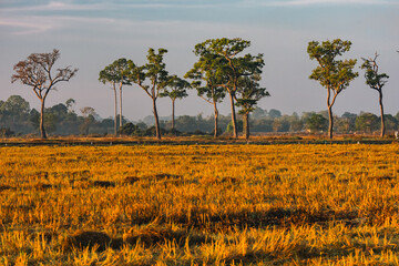 Fototapeta premium Sunset countryside landscape with rural field and small house peaceful nature golden light misty morning calm environment hope tranquility scenic farmland outdoor lifestyle