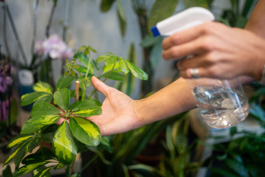 Hands spraying water on green plants indoors with a spray bottle, promoting plant care and growth in a home gardening setting