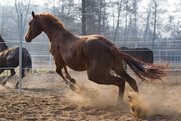 Młode dynamiczne konie na piaskowych wiosennych kwaterach © kubikactive