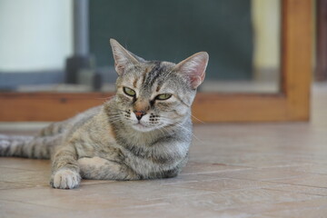 portrait of a cat © Dimitris Karagiannis