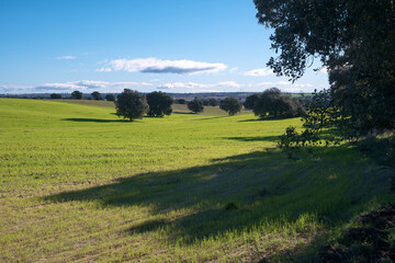 Fototapeta premium Bright green field with trees under blue sky and clouds during daytime in an outdoor setting