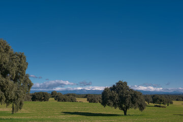 Fototapeta premium Open field with trees and mountains in the background under a blue sky