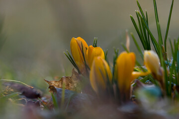 Krokusy 3 © Grzegorz