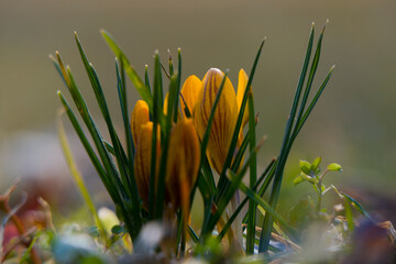 Krokusy1 © Grzegorz