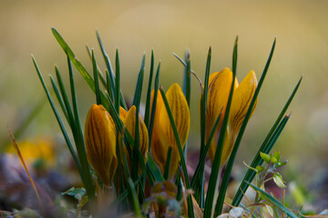 Krokusy 2 © Grzegorz