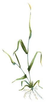 Tillering