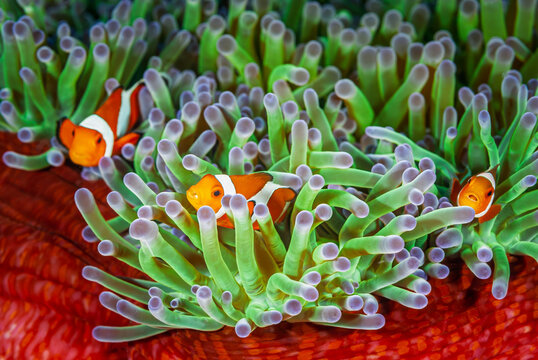 An anemone and it's Clown fish