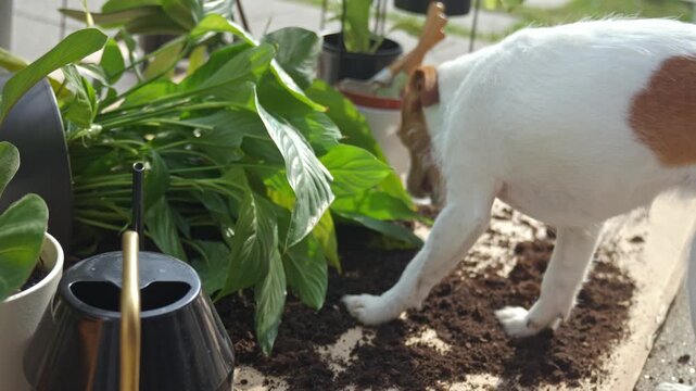 Dog standing near fallen houseplant, spilled soil and garden containers outdoors. Concept of pet curiosity and home gardening
