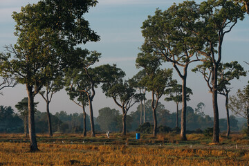 Naklejka premium Big Tree at sunrise in natural landscape environmental sustainability concept forest ecology serene countryside scenery morning light misty hills peaceful nature